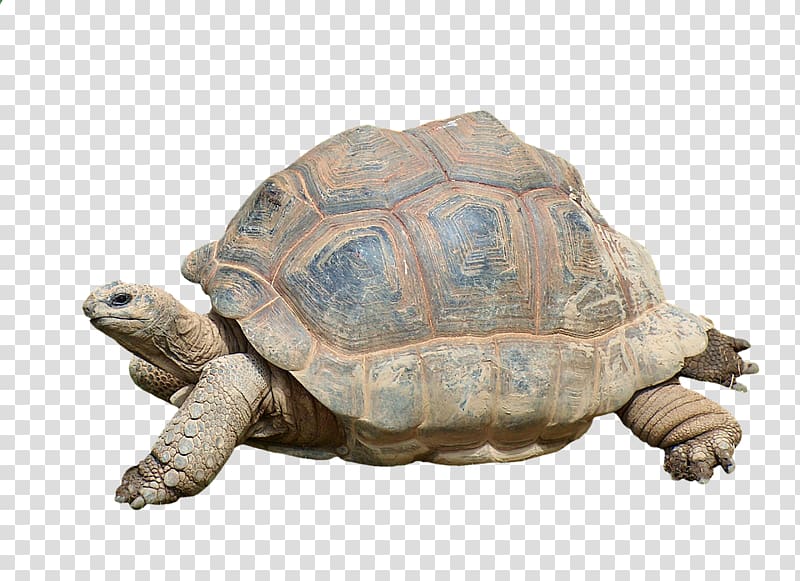 Box turtles Tortoise Reptile Common snapping turtle, turtle transparent background PNG clipart