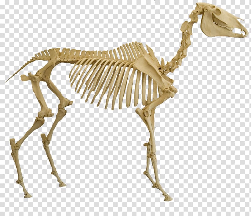 Skeletal system of the horse Skeleton Spinosaurus Bone, Skeleton transparent background PNG clipart