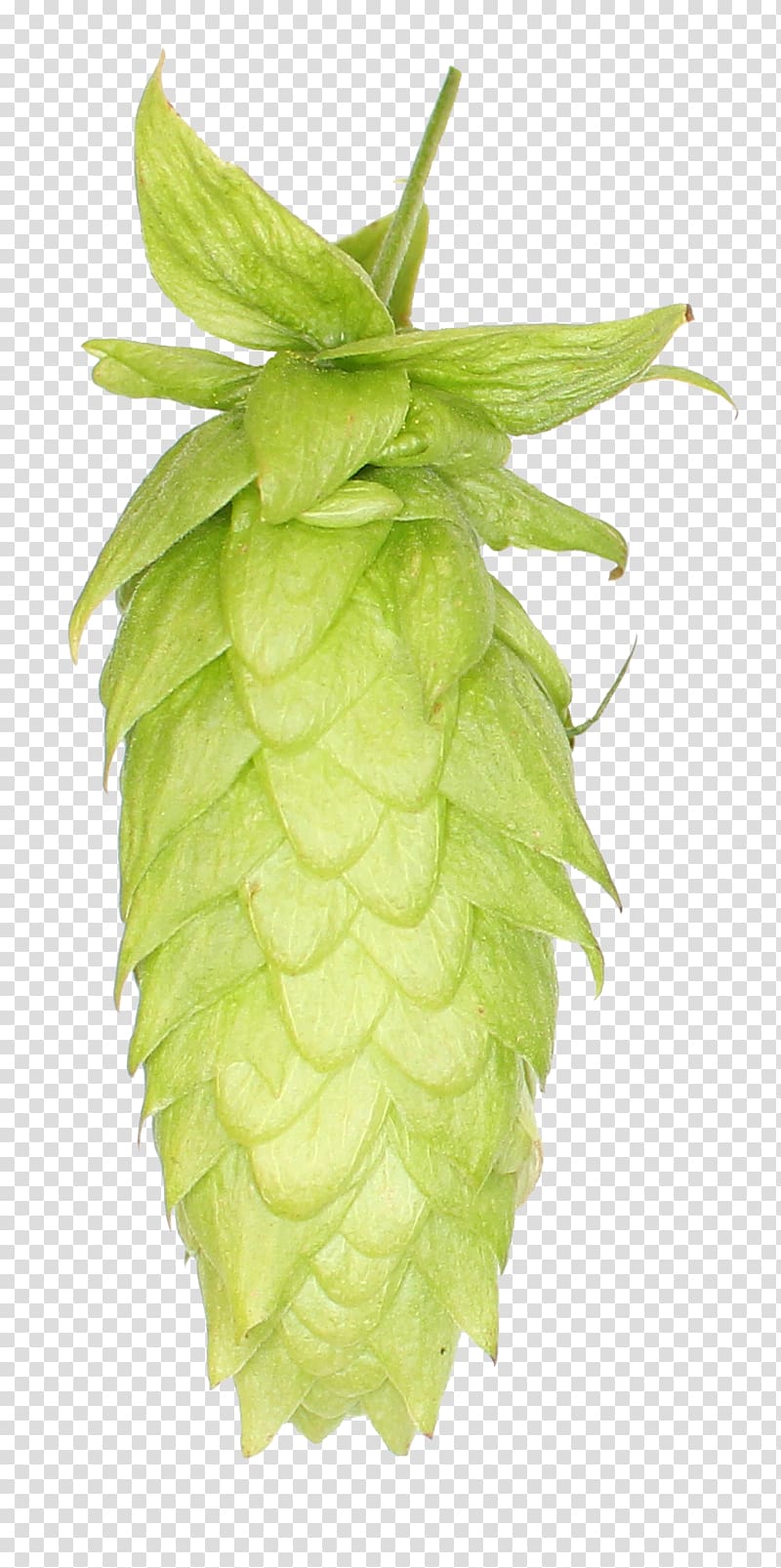 Beer India pale ale Common hop Juice, beer transparent background PNG clipart