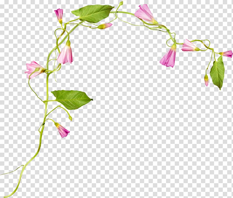 Morning glory Flower Ipomoea nil , flower cluster transparent background PNG clipart