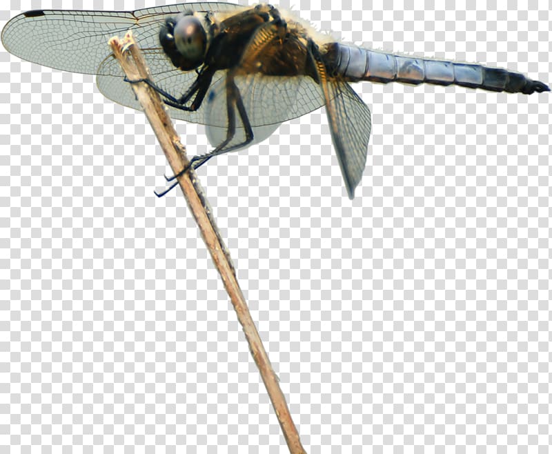 Insect Dragonfly Animal Pollinator, dragon fly transparent background PNG clipart