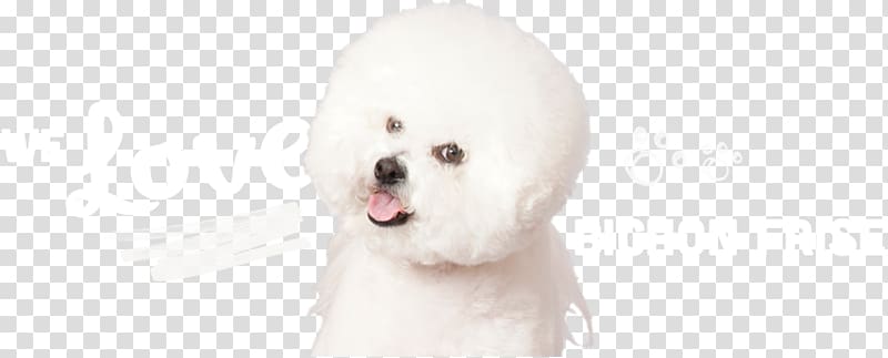 Maltese dog Bichon Frise Puppy Dog breed Companion dog, Bichon Frise transparent background PNG clipart