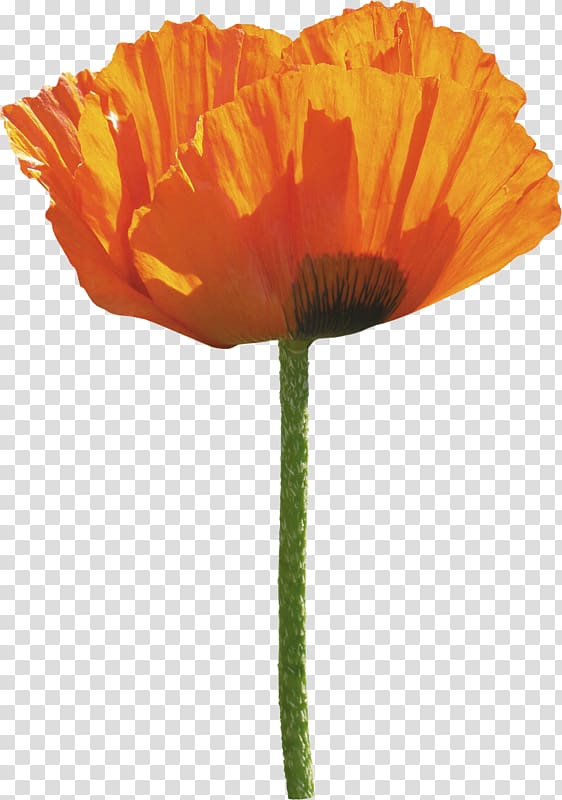 Common poppy Flower, Orange poppy transparent background PNG clipart