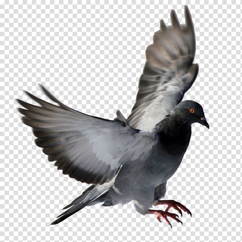 Rock dove Columbidae Bird, pigeon transparent background PNG clipart