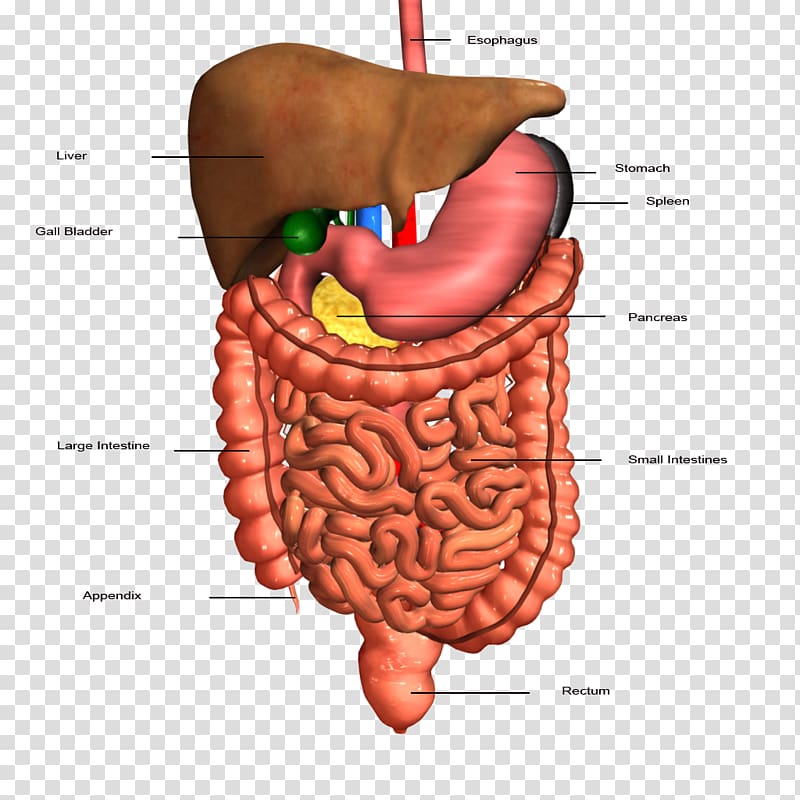 Gastrointestinal tract Human digestive system Organ Digestion Human body, liver transparent background PNG clipart