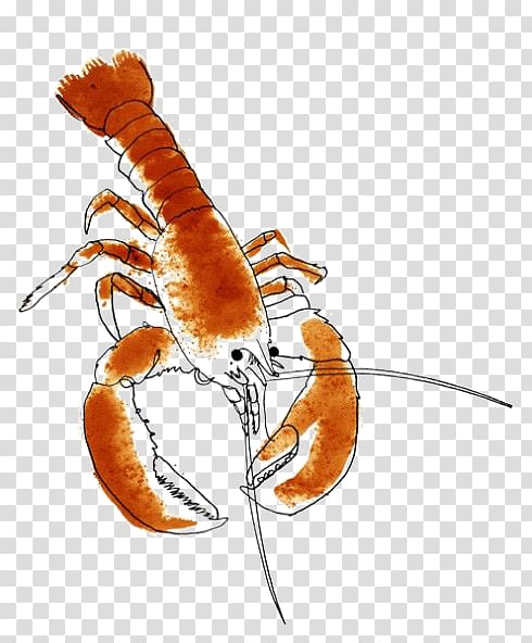 Crab Homarus About Lobsters Palinurus elephas Illustration, lobster transparent background PNG clipart