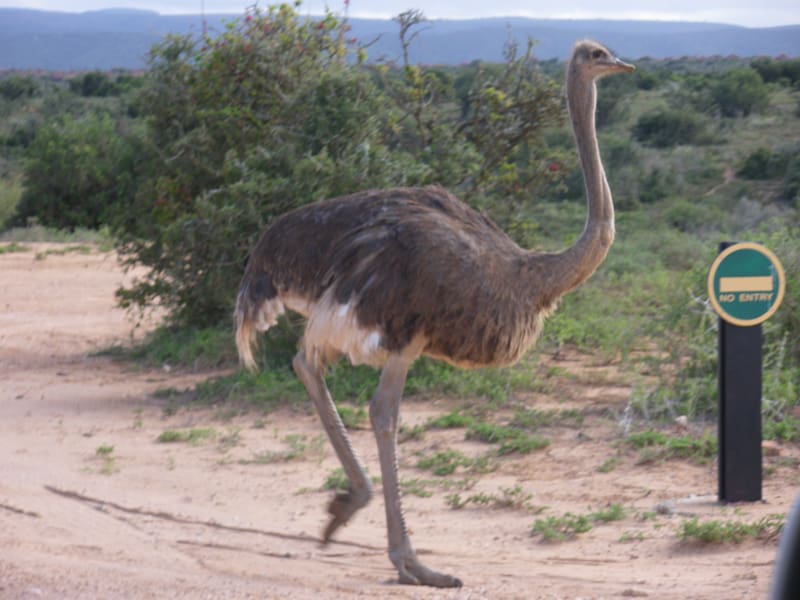 Emu Flightless bird Southern Ostrich Ratite, ostrich transparent background PNG clipart
