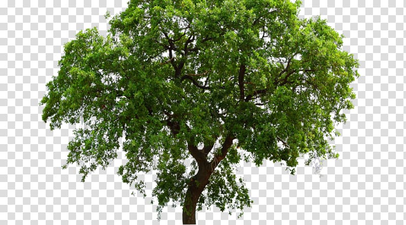 Tree Oak Shrub, tree transparent background PNG clipart