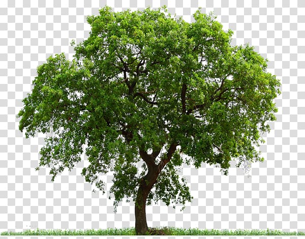 Tree , beech tree transparent background PNG clipart