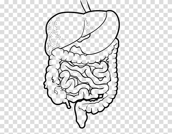 Organ system Human digestive system Drawing Human body Coloring book, corpo humano transparent background PNG clipart