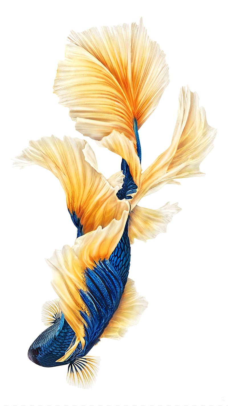 gold iPhone 6s Plus , iPhone 6s Plus iPhone 7 Siamese fighting fish Desktop , fly transparent background PNG clipart