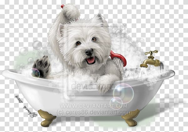 West Highland White Terrier Maltese dog Puppy Smooth Fox Terrier Dog breed, puppy transparent background PNG clipart