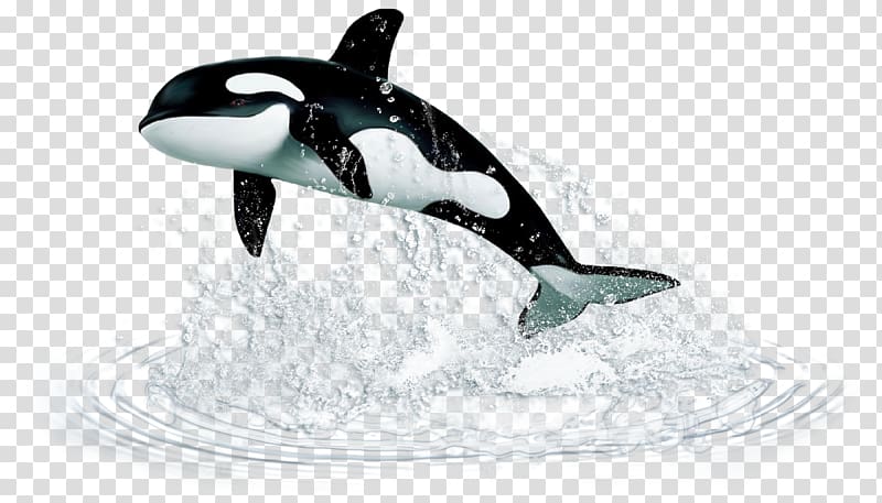 black jumping killer whale, Earless seal Killer whale Schleich Sperm whale, Shark transparent background PNG clipart