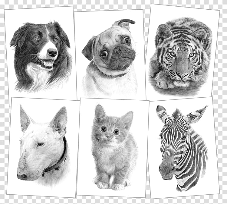 American Pit Bull Terrier Whiskers Sketch, pencil transparent background PNG clipart