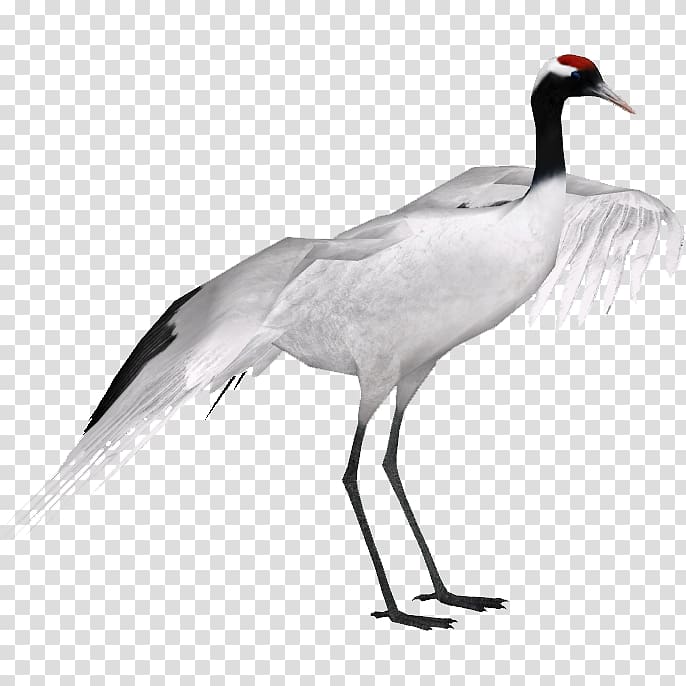 Red-crowned crane Grey crowned crane Black-necked crane Black crowned crane, crane transparent background PNG clipart