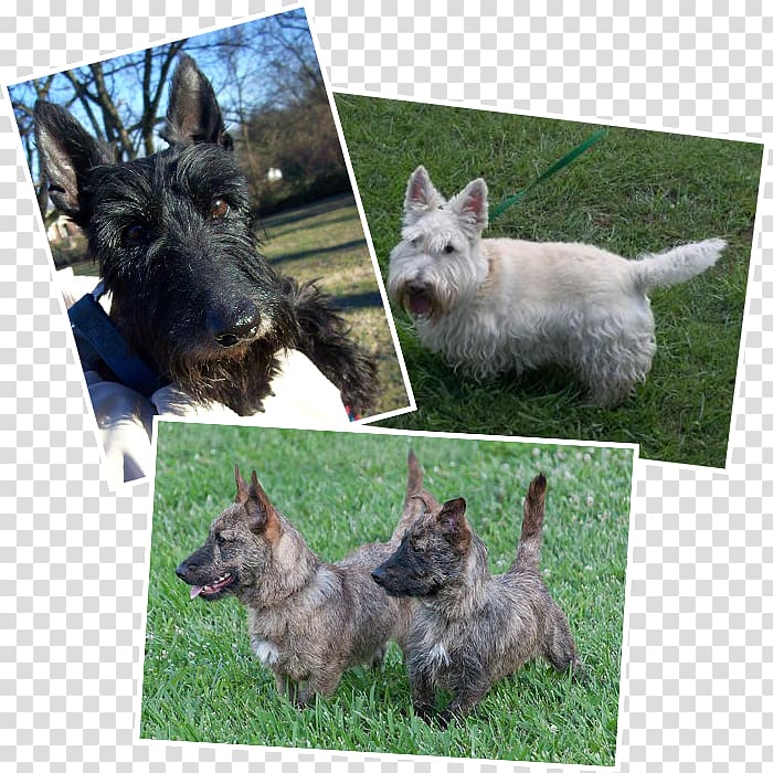 Norwich Terrier Scottish Terrier Cairn Terrier Pumi dog Puppy, puppy transparent background PNG clipart