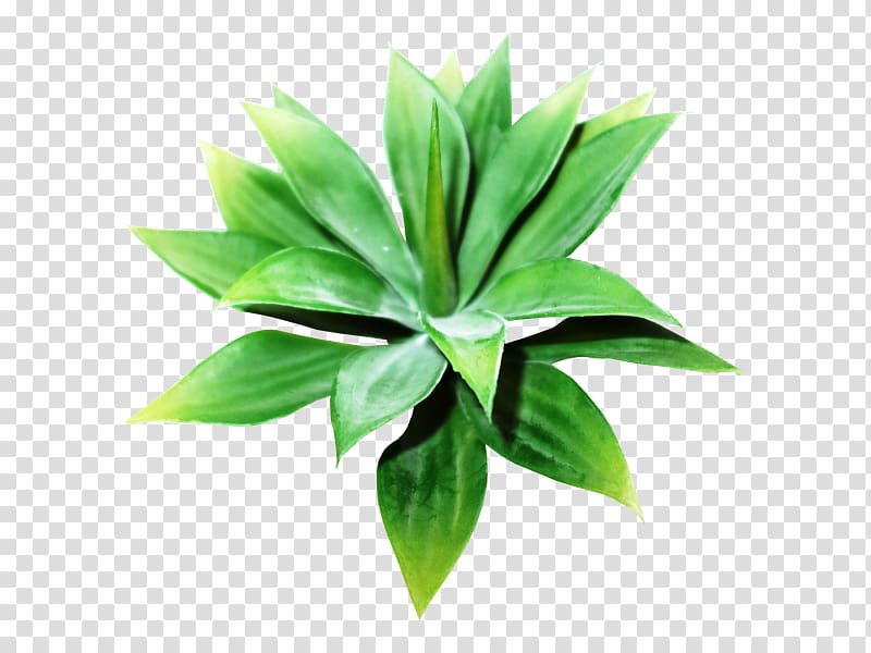 Plant Leaf Agave INAV DBX MSCI AC WORLD SF, suculent transparent background PNG clipart