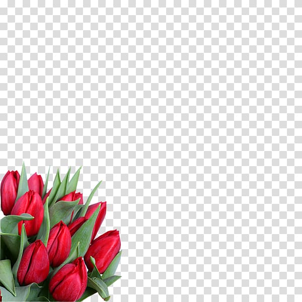 8 March International Women\'s Day Flower ZieduVeikals.lv Holiday, flower transparent background PNG clipart