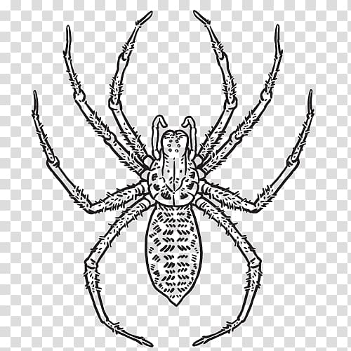 Hobo spider Spider web Southern black widow Tegenaria domestica, spider transparent background PNG clipart