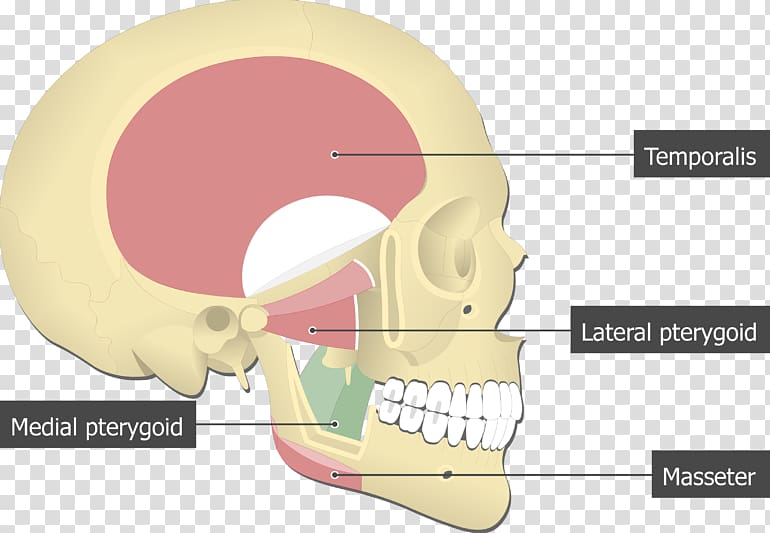Lateral pterygoid muscle Medial pterygoid muscle Temporal muscle Masseter muscle Pterygoid processes of the sphenoid, others transparent background PNG clipart