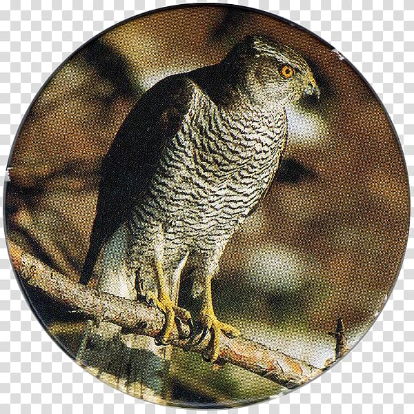 Northern goshawk Bird of prey Owl, Bird transparent background PNG clipart