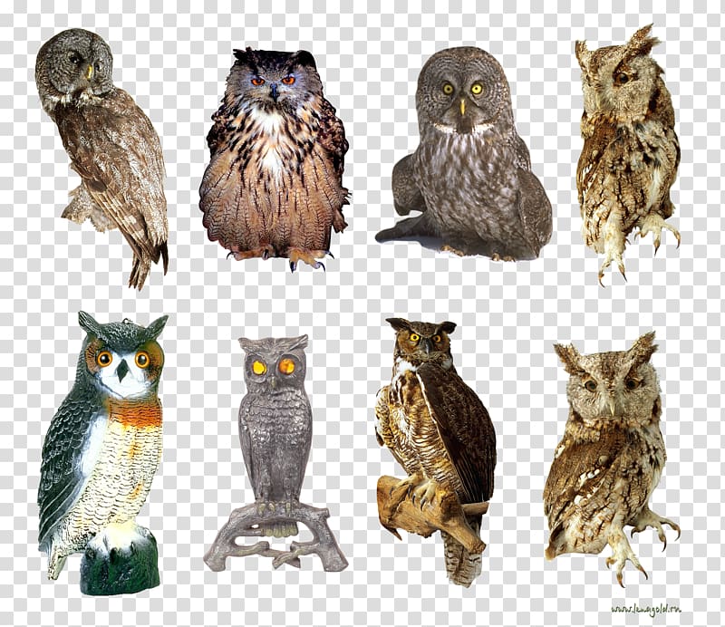 Owl God Is A Hoot! Book Beak Wildlife, owl transparent background PNG clipart
