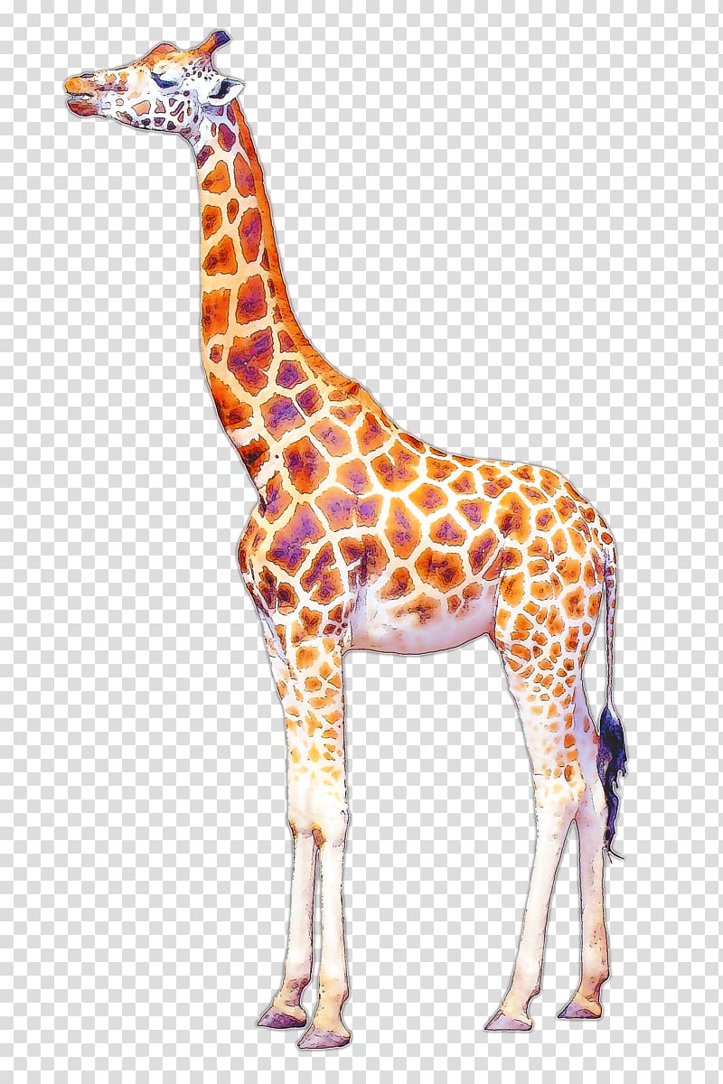 brown giraffe art, Giraffe Drawing Art, baby animals transparent background PNG clipart