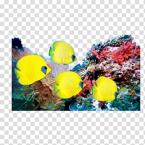 Coral reef Television set LED-backlit LCD Ocean, others transparent background PNG clipart