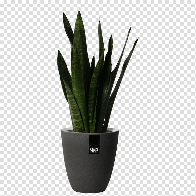 Houseplant Flowerpot Aloe vera, large potted plants transparent background PNG clipart