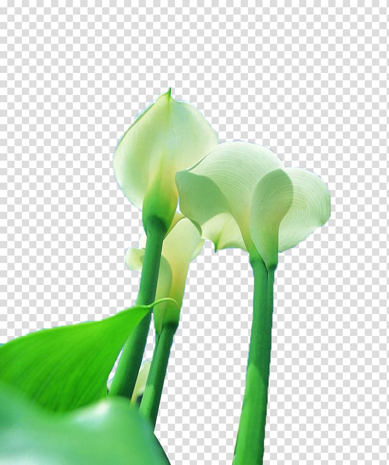 Arum-lily Callalily, White Horseshoe Lynch looked up at transparent background PNG clipart