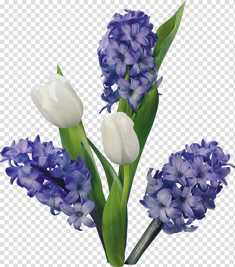 Hyacinth Flower Tulip Blog , flower transparent background PNG clipart