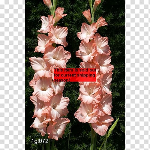 Gladiolus Pink Rose Birth flower Iris family, gladiolus transparent background PNG clipart