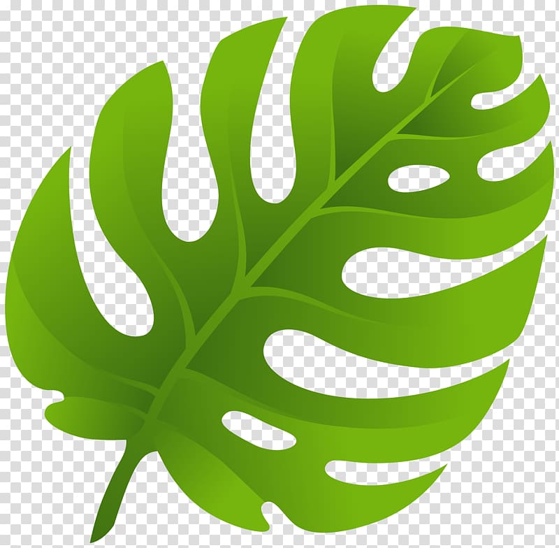 green leaf, Leaf , monstera transparent background PNG clipart