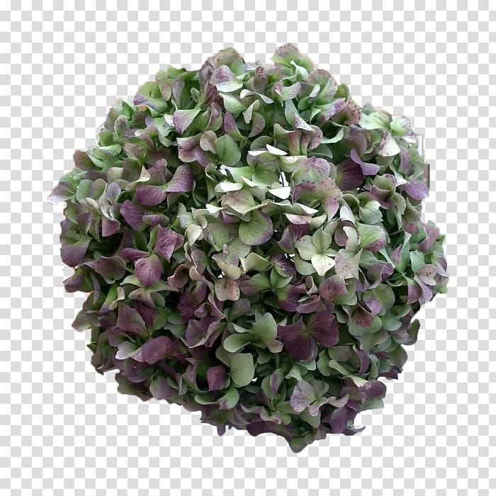 Hydrangea Cut flowers Lilac Blue, lilac transparent background PNG clipart