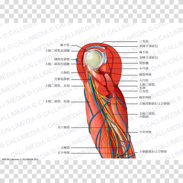 Muscle Shoulder Nerve Upper limb Augšdelms, arm transparent background PNG clipart