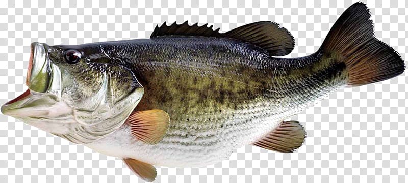 grey bass fish, Largemouth bass Smallmouth bass Bass fishing, fish transparent background PNG clipart