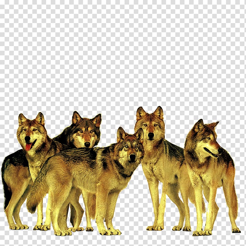 Gray wolf Advertising Accenture Company, Ferocious wolf transparent background PNG clipart