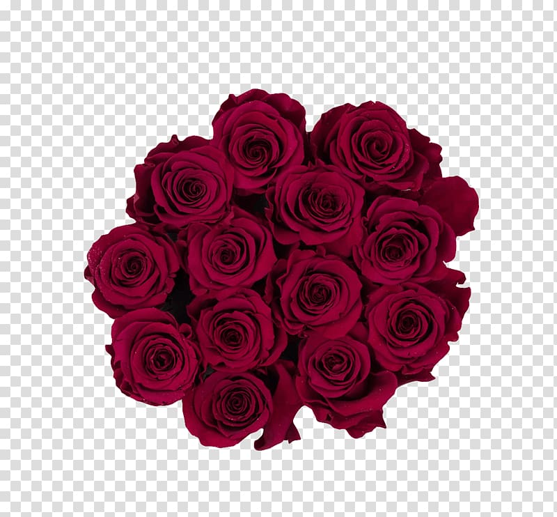 Garden roses Red Burgundy Pink Flower, burgandy transparent background PNG clipart