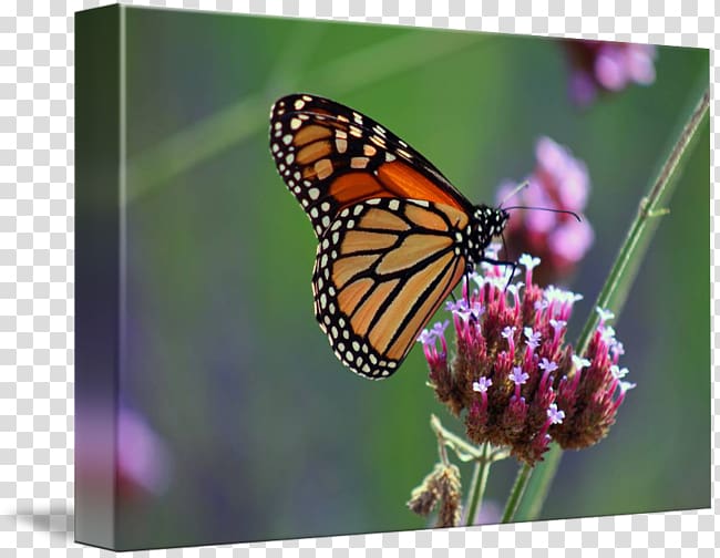 Monarch butterfly Pieridae Lycaenidae Nymphalidae, glossy butterflys transparent background PNG clipart