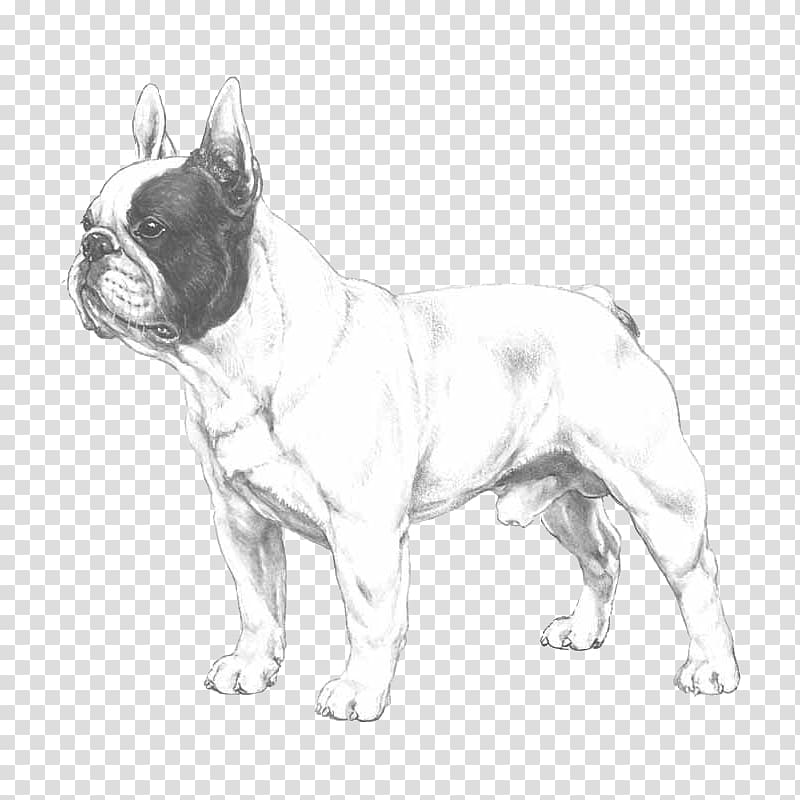 Adorable English Bulldog Puppy Drawing
