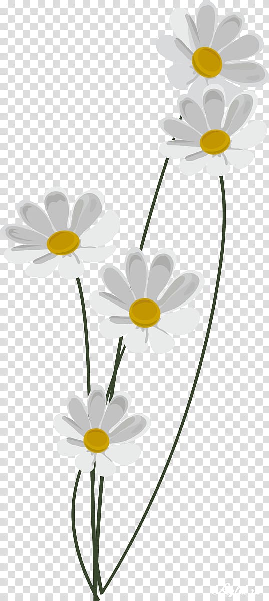 Matricaria Scape Information, camomile transparent background PNG clipart