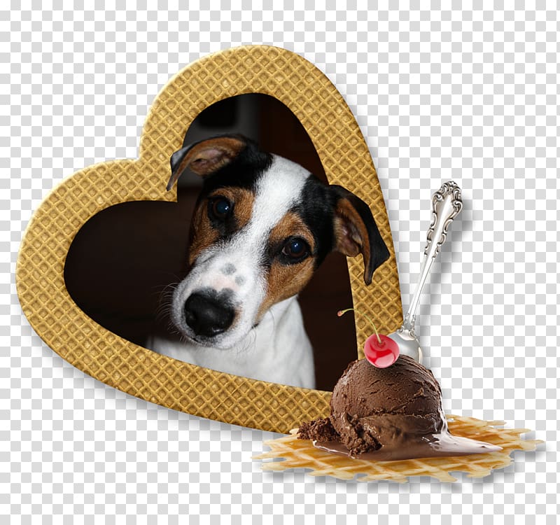 Dog breed Treeing Walker Coonhound Black and Tan Coonhound Puppy Companion dog, puppy transparent background PNG clipart