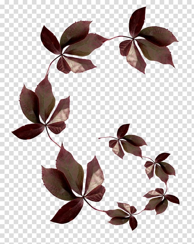 Leaf Portable Network Graphics graphics JPEG, fleur marron transparent background PNG clipart