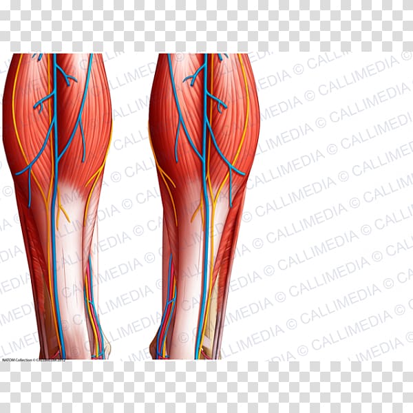 Calf Muscle Blood vessel Knee Crus, superficial temporal nerve transparent background PNG clipart