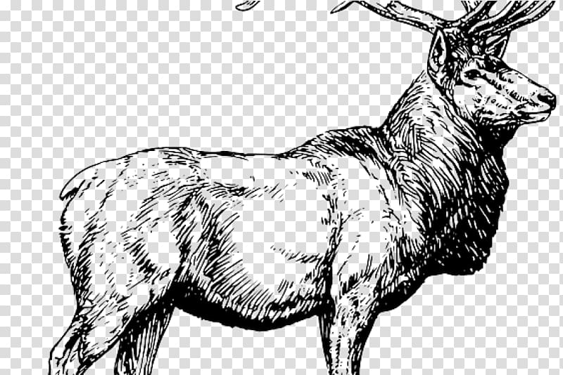 White-tailed deer Elk Moose Hunting, deer transparent background PNG clipart