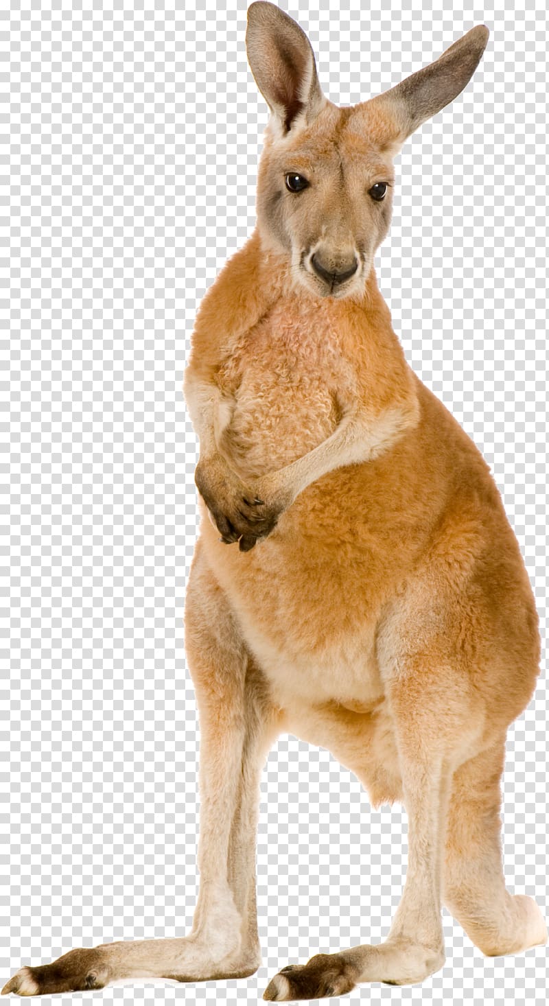 Kangaroo transparent background PNG clipart