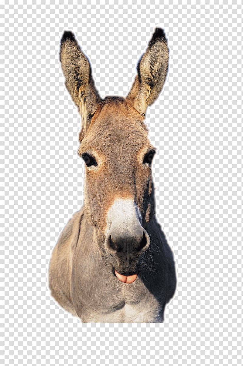 Training Mules and Donkeys: A Logical Approach to Longears. A guide to raising & showing mules Training Mules and Donkeys: A Logical Approach to Longears. A guide to raising & showing mules Mare Appaloosa, Donkey transparent background PNG clipart