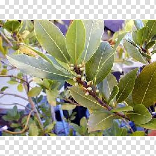 Bay Laurel Laurus novocanariensis Laurus azorica Bay leaf Tree, BAY LEAVES transparent background PNG clipart