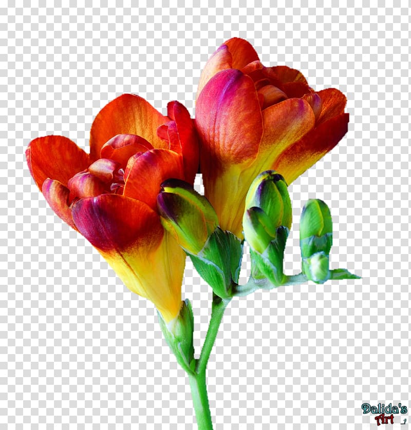 Freesia Tulip Cut flowers, 情人节玫瑰 flower transparent background PNG clipart