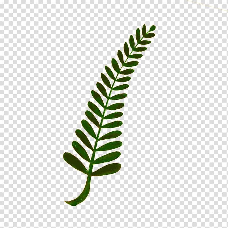Plant Fern , watercolor leaves transparent background PNG clipart